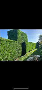 Photo de galerie - Taille de haie
