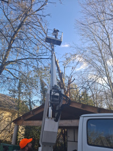 Photo de galerie - Abattage d'arbres réalise avec nacelle évacuation des végétaux bois de chauffage coupé en 50cm