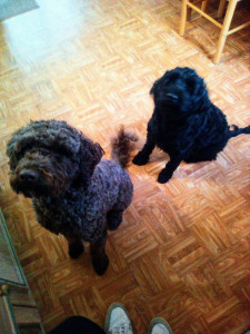 Photo de galerie - Chiens d'eaux portugais en garde