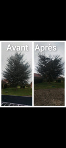 Photo de galerie - Étêtage d’arbre
