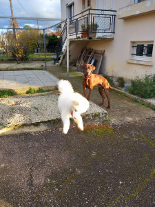 Photo de galerie - Garde chien