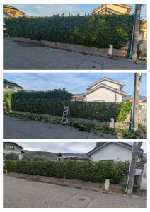 Photo de galerie - Taille et rabattage d'une haie de lauriers.