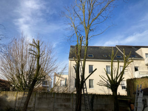 Photo de galerie - élagage 
