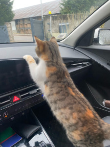 Photo de galerie - Ce sera un réel plaisir de venir rendre visite à vos chats