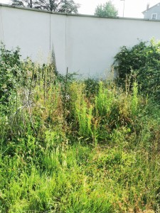 Photo réalisation - Tonte de pelouse - Débroussaillage - Aurélien B. - Sainte-Consorce : Avant travaux 