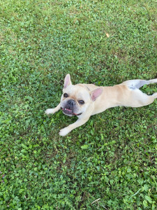 Photo de galerie - Willys 