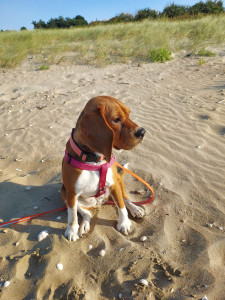 Photo de galerie - Violette en pause sur la plage.