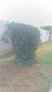 Photo de galerie - Taille 