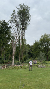 Photo de galerie - Abattage 