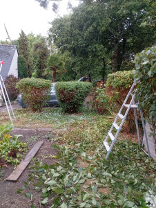 Photo de galerie - Taille de haie et d'arbustes