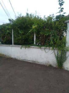 Photo de galerie - Taille de haies et d'arbustes