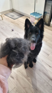 Photo de galerie - Brossage pour un loulou en garderie à la maison.