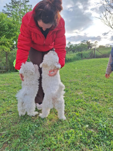 Photo de galerie - Garde chien