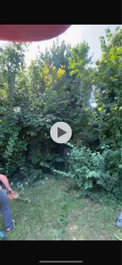 Photo de galerie - Abattage d’un lauriers