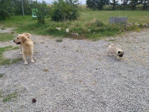 Photo de galerie - Garde animaux