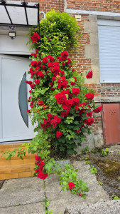 Photo de galerie - Taille de haies et d'arbustes