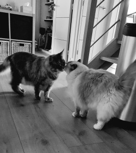 Photo de galerie - Garde de 2 gros chats trop mignons