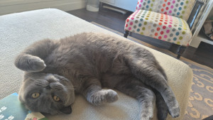 Photo de galerie - Garde chat