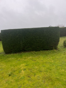 Photo de galerie - Taille de haie