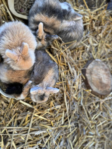 Photo de galerie - Garde animaux