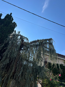 Photo de galerie - Elagage et coupe d'arbres