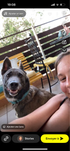 Photo de galerie - Garde chien