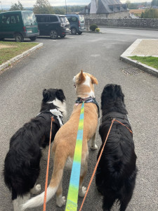 Photo de galerie - Passage en ville lors d'une promenade avec un troisième chien