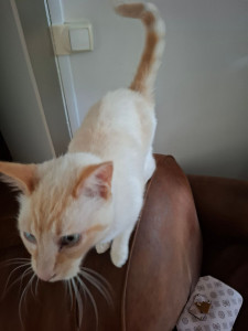 Photo de galerie - Blancas le dernier chat que j ai gardé 
un petit coquin