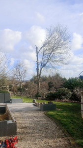 Photo de galerie - élagage d'un chêne sur la commune de Guingamp 