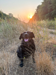 Photo de galerie - Garde chien