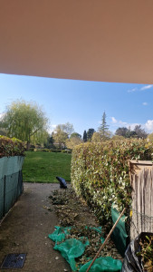 Photo de galerie - Taille de haie 