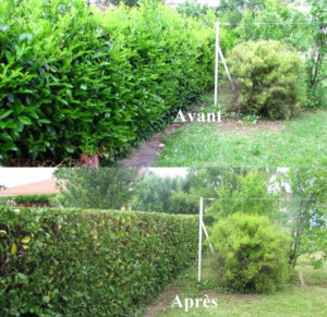 Photo de galerie - Présentation d'une haies de laurier 