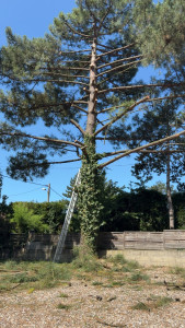 Photo de galerie - Elagage et coupe d'arbres