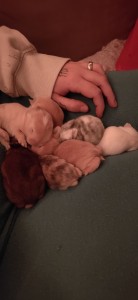 Photo de galerie - Voici nos 7 petit bébé lapins , une portée réaliser par notre mâle et femelle adultes. 
M'occuper d'eux. c'est la chose la plus relaxante de ma journée ?