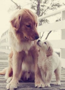 Photo de galerie - Garde chien