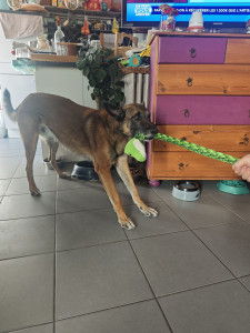 Photo de galerie - Voici Loki, qui s'amuse avec son jouet lors de la garde 