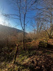 Photo de galerie - Défrichage terrain (avant) 