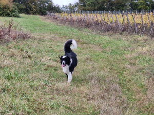 Photo de galerie - Visites et promenades de ce magnifique Border Collie en attendant le retour de ses propriétaires 