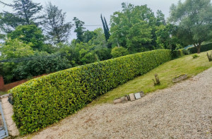 Photo de galerie - Taille de haie. 