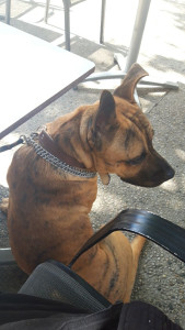 Photo de galerie - Mon chien Bud d'un an qui est adorable 