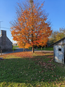 Photo de galerie - Arbre