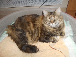 Photo de galerie - Espérance la chatte que j'ai sauvée du Maroc! Trouvée ds une poubelle!!