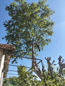 Photo de galerie - Elagage et coupe d'arbres