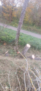 Photo de galerie - Formation d élagage et abattage 