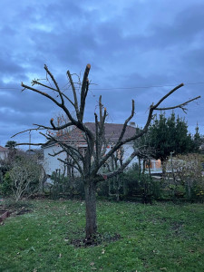 Photo de galerie - élagage 