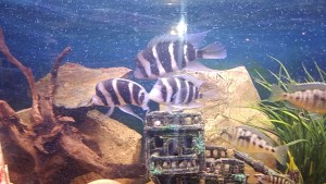 Photo de galerie - Garde animaux