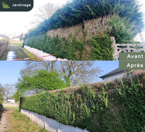 Photo de galerie - Taille de haies et d'arbustes