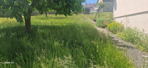 Photo de galerie - Tonte de pelouse - Débroussaillage