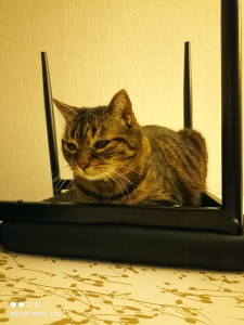 Photo de galerie - Finn, gardé 10j