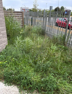 Photo de galerie - Tonte de pelouse - Débroussaillage